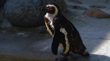 Jackass Penguen 'e yaklaş.