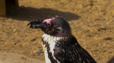 Jackass Penguen 'e yaklaş.