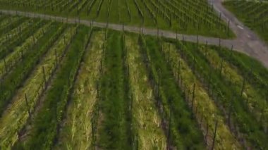 Yazın güneşli bir günde Almanya 'nın Stuttgart kentindeki hava manzarası