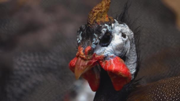 Primer Plano Cabeza Ave Guinea Hembra — Vídeos de Stock