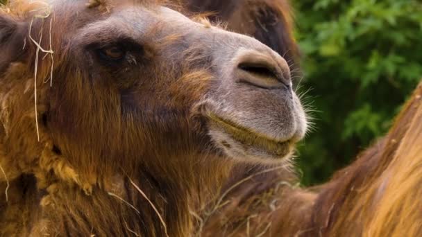 Gros Plan Chameau Tête Dromadaire Regardant Autour — Video