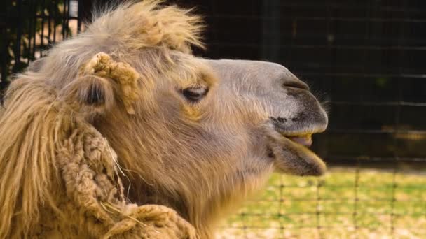 Gros Plan Chameau Tête Dromadaire Regardant Autour — Video