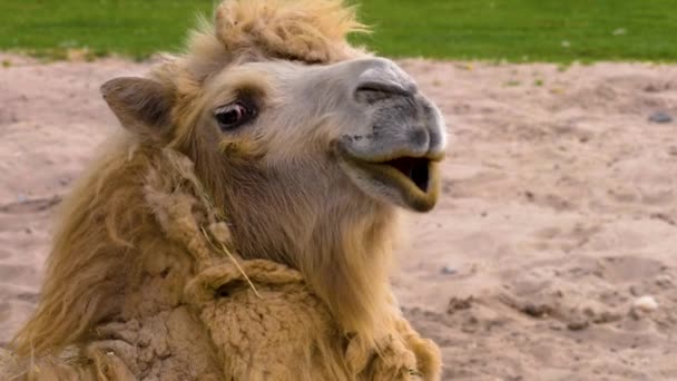 Nahaufnahme Von Kamel Dromedar Kopf Schaut Sich — Stockvideo