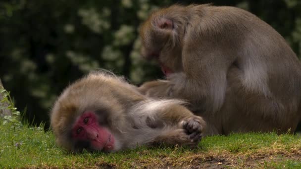 Primer Plano Del Mono Mirando Alrededor — Vídeos de Stock