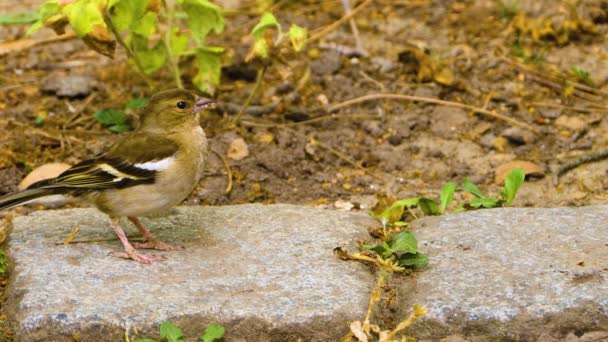 Primer Plano Del Pájaro Mirando Alrededor — Vídeos de Stock