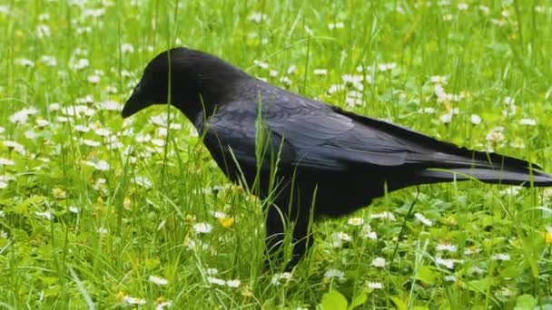 Close Raven Meadow Sunny Day Summer — 图库视频影像