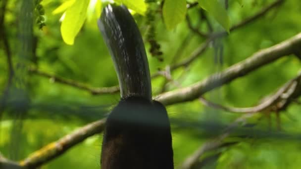 Gros Plan Langue Okapi Étirant Pour Nourriture Séquence Vidéo