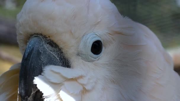 Cierre Cabeza Loro Cabrito Blanco Que Mira Alrededor — Vídeos de Stock