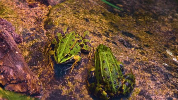 Close Frogs Pond Spring — Vídeo de Stock