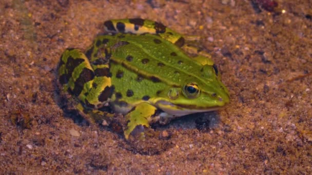 Gros Plan Des Grenouilles Autour Étang Printemps — Video