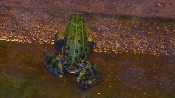 Close Van Kikkers Rond Een Vijver Het Voorjaar — Stockvideo