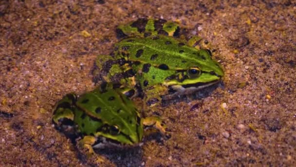 Close Van Kikkers Rond Een Vijver Het Voorjaar — Stockvideo