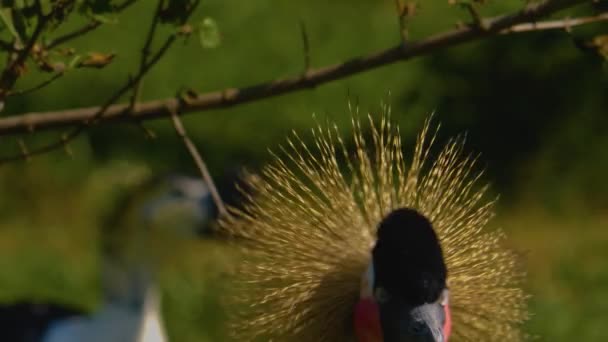 Close Head Crowned Crane Looking — Stock Video