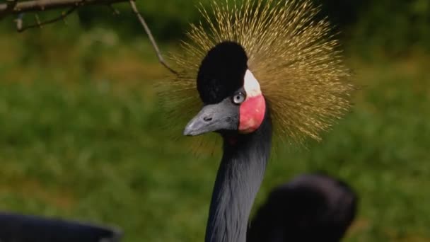 Zblízka Hlava Korunovaného Jeřábu Rozhlížející Kolem — Stock video