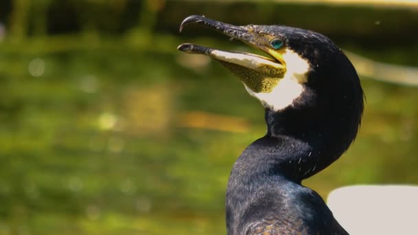 Close Cormorant Head Strong Breathing — Stock Video