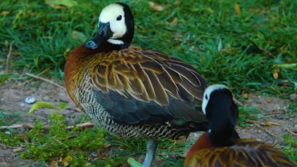 Close Beautiful Duck Resting Ground — Stock Video