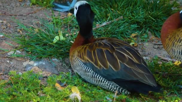 Close Beautiful Duck Resting Ground — Stock Video