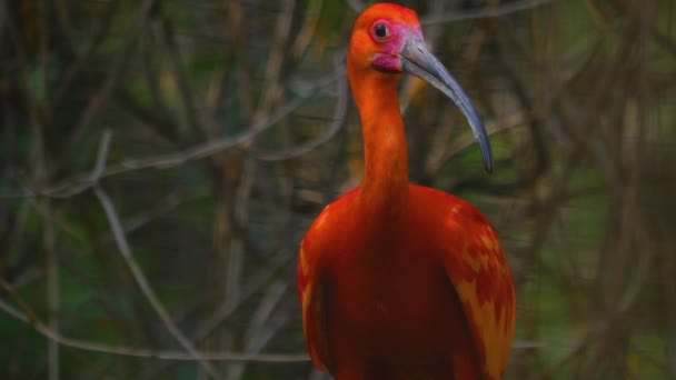 Close Scarlet Ibis Sitting Branch Cloudy Day Spring — Stockvideo