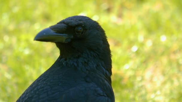 Close Raven Meadow Sunny Day Summer — 图库视频影像