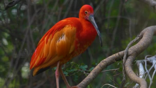 Κοντινό Πλάνο Του Κόκκινου Ibis Κάθεται Ένα Υποκατάστημα Μια Συννεφιασμένη — Αρχείο Βίντεο