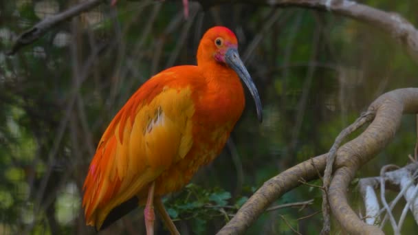 Zblízka Šarlatové Ibis Sedí Větvi Zamračený Den Jaře — Stock video