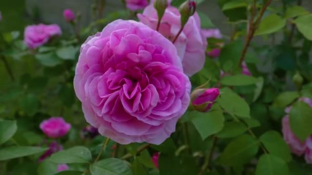 粉红玫瑰的近景 带着平底锅 — 图库视频影像