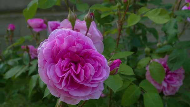 Rózsaszín Rózsa Közelről Serpenyő Körül — Stock videók