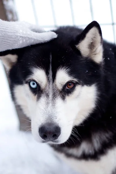 Farklı gözlü bir köpek, beyaz arka planda Sibirya kurdu, köpek duyguları kavramı.