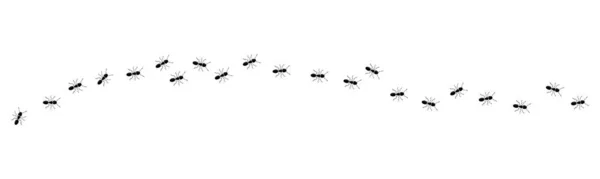 İz yok. Karınca sütunu. Siyah böcek silueti gezisi. Takım çalışması, sıkı çalışma konsepti.
