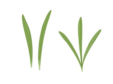 Biberiye seti. İllüzyon baharat bırakır. Aromatik otlar aromatizasyon ve dekorasyon için. Vektör illüstrasyonu