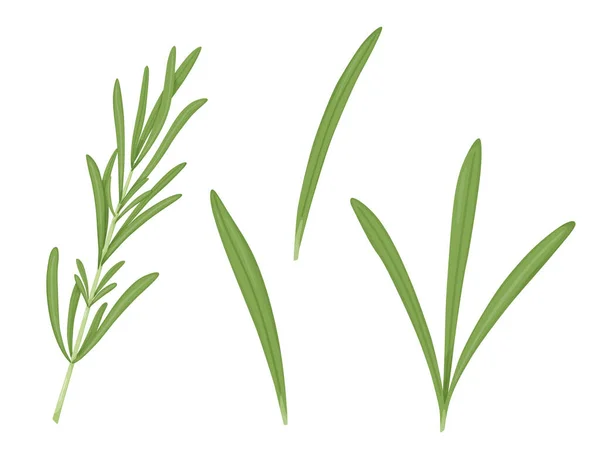 Η Ρόζμαρι. Φύλλα εικονογράφησης μπαχαρικό. Αρωματικά βότανα για αρωματισμό και διακόσμηση. — Διανυσματικό Αρχείο