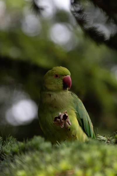 Hyde Park 'ta yeşil papağan