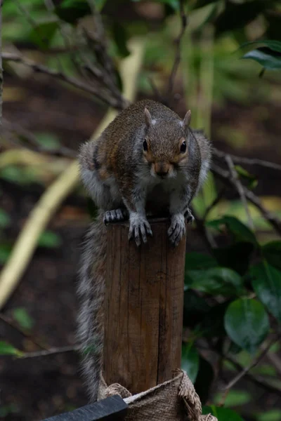 St. James Park 'taki sincap.