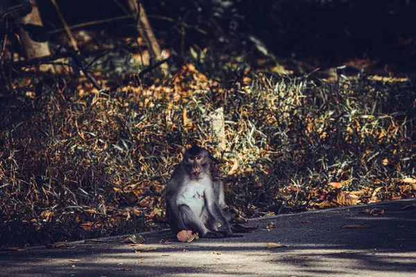 Monos Bebé Buscando Comida Cubos Basura Hambruna Problemas Ambientales Invasión — Foto de Stock