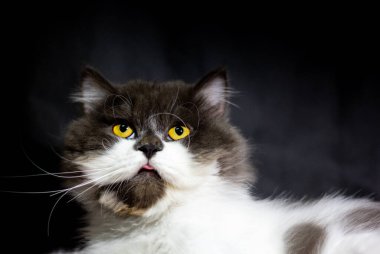 İran kedisi, beyaz ve kahverengi, sandalyede oturuyor, surat yapıyor, bir şeyle ilgileniyor. Resimde boş bir alan var. bir ileti girmek için