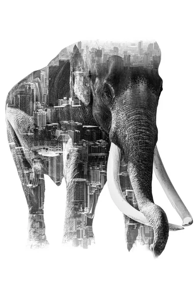 双重曝光效应大象与大象和城市一起用来解决游牧大象的食物问题 大象乞讨 大象没有森林 大象迫害没有森林的大象 图库图片
