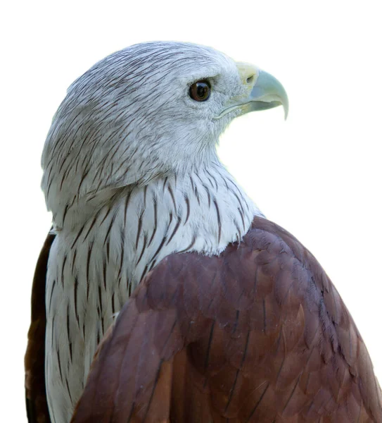 Brahminy Kite Haliastur Indus Vogel Mit Kopfporträt Isoliert Auf Weißem — Stockfoto