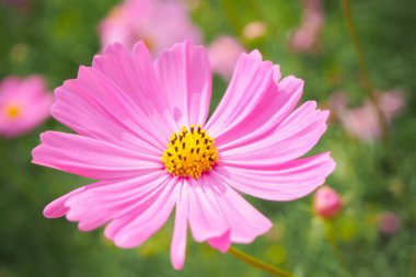 Yakın bahçede kozmos çiçeği. Kozmos çiçeği süs bitkisidir..