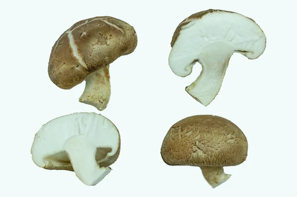 Mixed Mushrooms White Background Top View Copy Space Food Concept — Fotografia de Stock