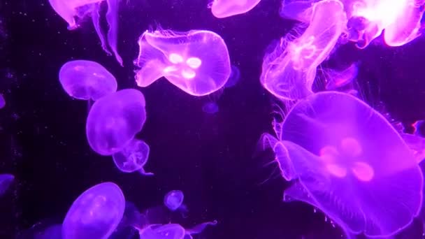 Shiny Vibrant Fluorescent Jellyfish Glow Underwater Dark Neon Dynamic Pulsating — Stockvideo