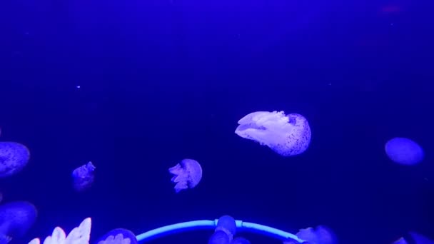 Shiny Vibrant Fluorescent Jellyfish Glow Underwater Dark Neon Dynamic Pulsating — Stok video