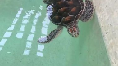 Sea turtles in pond for conservation breeding , sea turtle breeding center