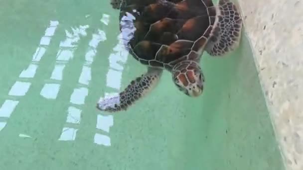 Sea Turtles Pond Conservation Breeding Sea Turtle Breeding Center — Stock Video