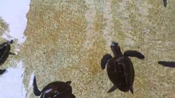 Sea Turtles Pond Conservation Breeding Sea Turtle Breeding Center — Wideo stockowe