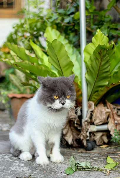 Gato Persa Blanco Gris Sentado Suelo Hormigón Mirar Recto — Foto de Stock