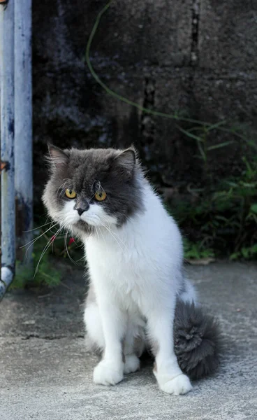 Perski Kot Biały Szary Siedzi Betonowej Podłodze Patrzeć Prosto — Zdjęcie stockowe