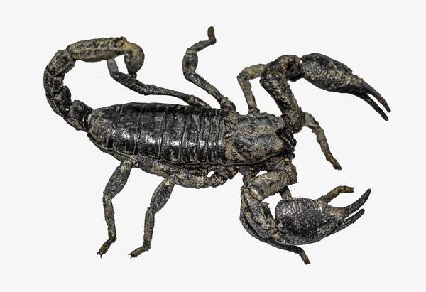 Скорпион Изолирован Белом Фоне Вид Сверху Глиняный Скорпион Близко — стоковое фото