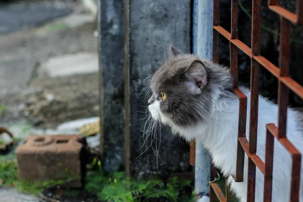 Персидская Кошка Бела Сидела Бетонном Полу Смотрела Прямо — стоковое фото