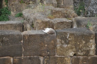 Roma, İtalya 'da bir sokak kedisi kaldı..