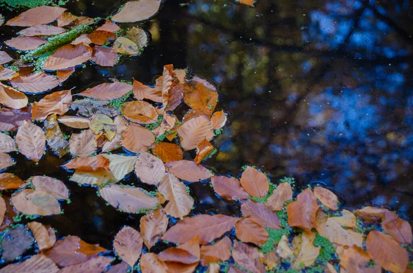 Folhas Outono Superfície Água Folhas Caídas Lago — Fotografia de Stock